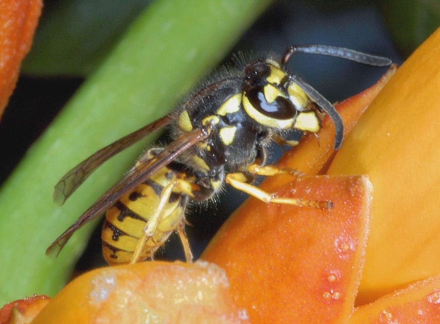 Vespula germanica